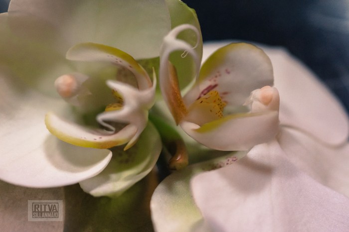 Ritva's Photos (18 of 31)