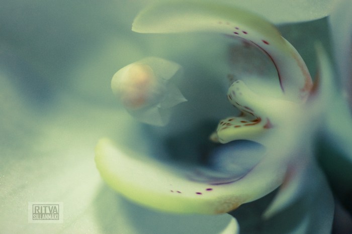 Ritva's Photos (20 of 31)