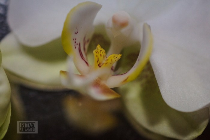 Ritva's Photos (3 of 31)