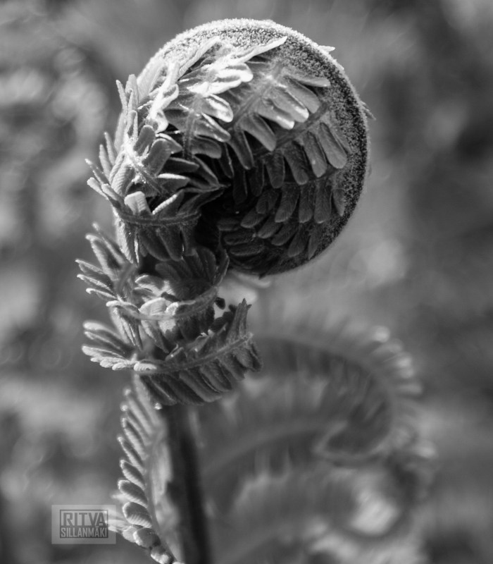 Ritva's Photos (4 of 4)-2