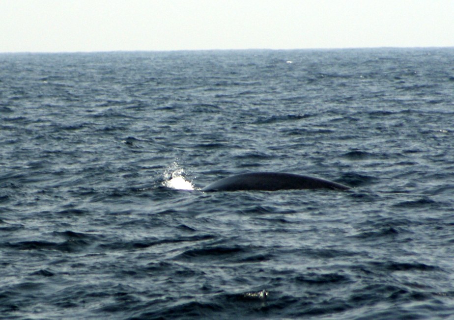 Blue whale at the coast of Sri&nbsp;Lanka