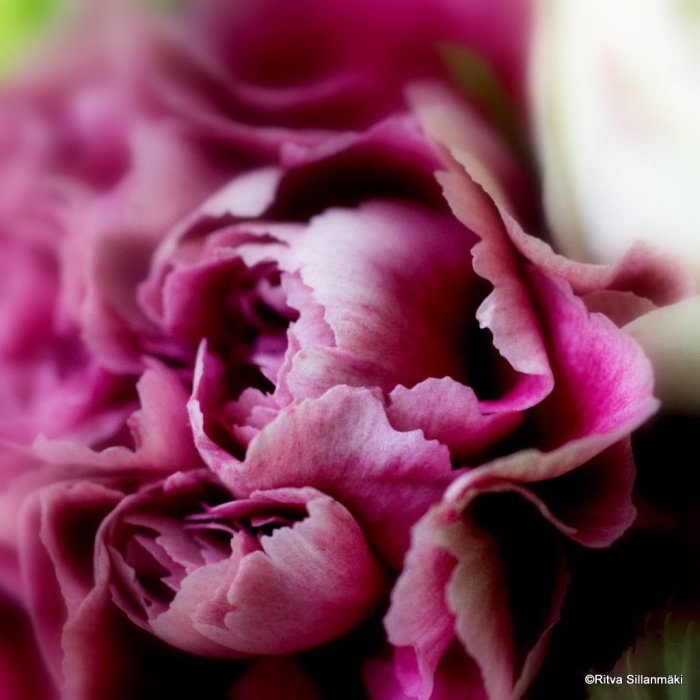 2-Ritva's Photos (38 of 99)