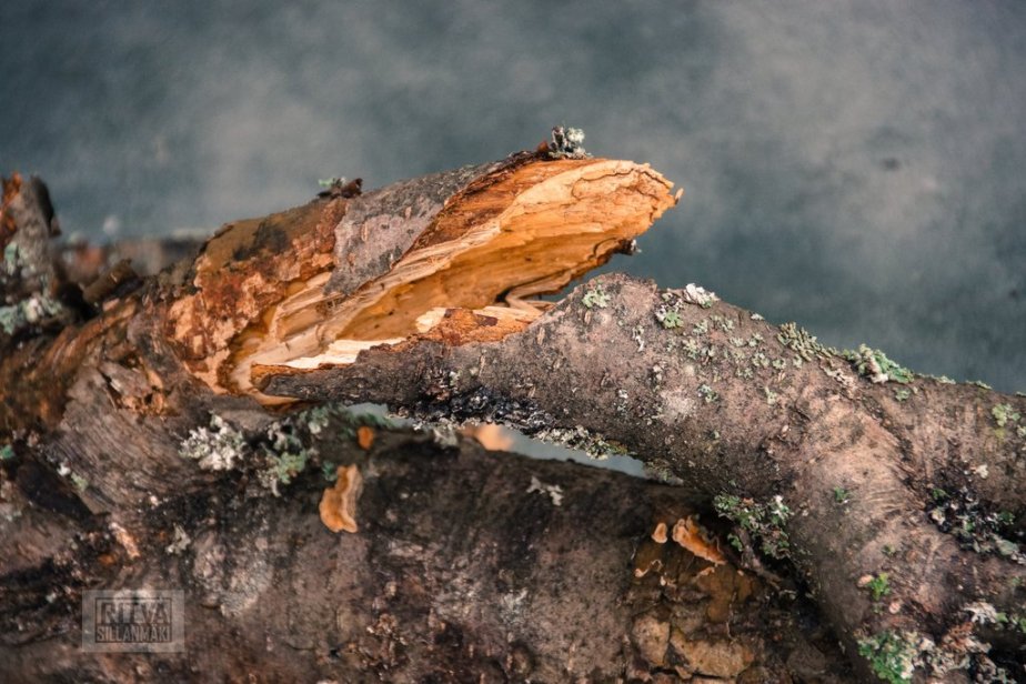 2-Ritva's Photos (8 of 152)