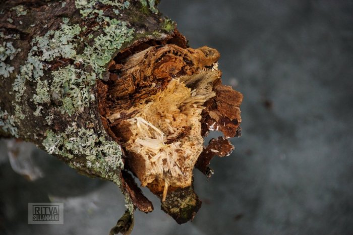 3-Ritva's Photos (10 of 152)