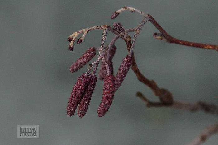 3-Ritva's Photos (15 of 152)