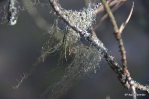 detail from a branch