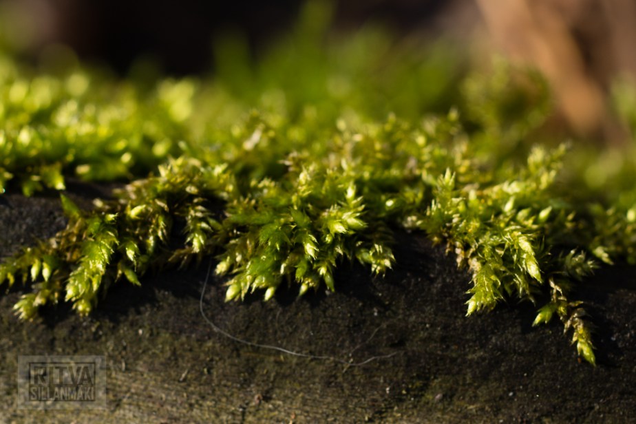 Ritva Sillanmäki (115 of 120)