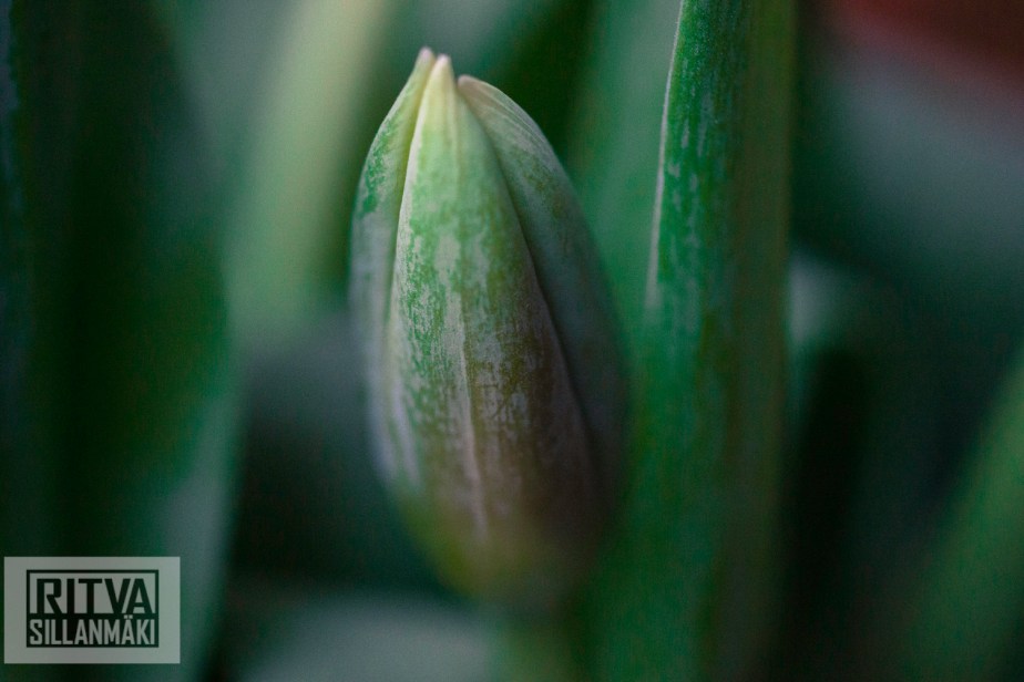 Ritva Sillanmäki (119 of 140)