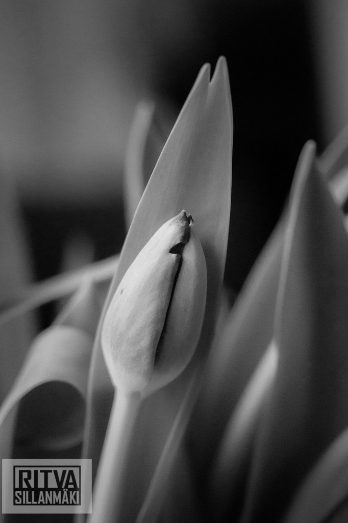 Ritva Sillanmäki (127 of 140)