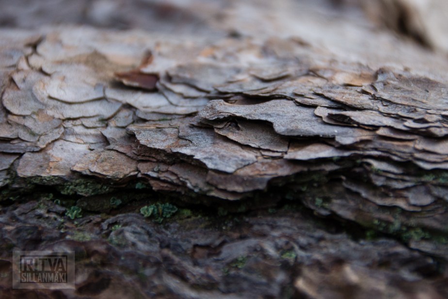 Ritva Sillanmäki (13 of 120)