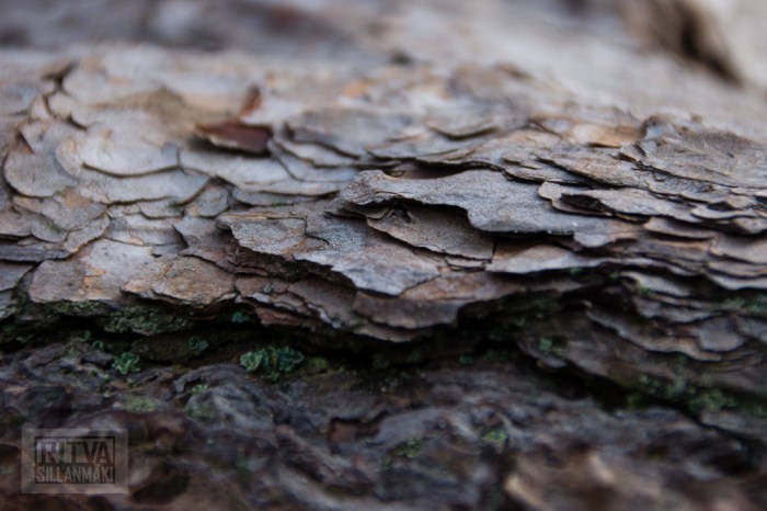 Ritva Sillanmäki (13 of 120)