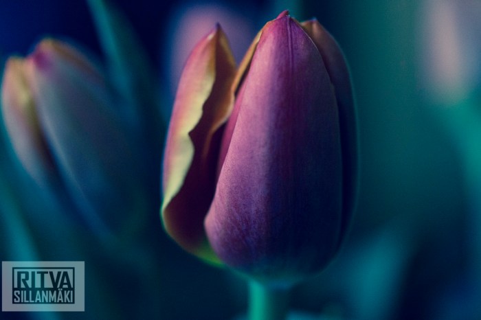 Ritva Sillanmäki (132 of 140)