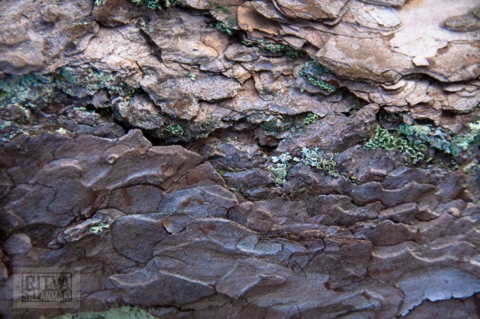 Ritva Sillanmäki (15 of 120)