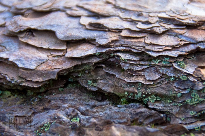 Ritva Sillanmäki (16 of 120)