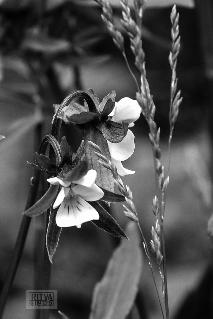 Ritva Sillanmäki (2 of 3)