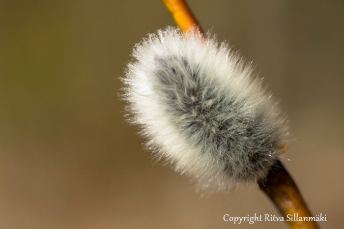 Ritva Sillanmäki (20 of 71)