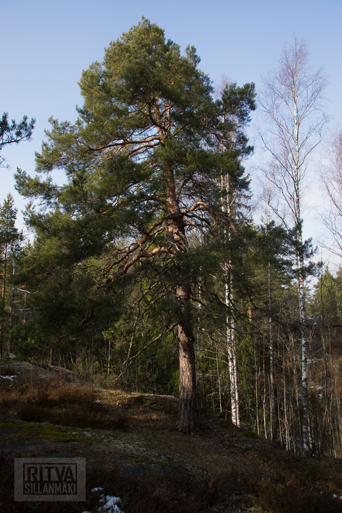 Ritva Sillanmäki (23 of 120)