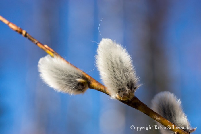Ritva Sillanmäki (31 of 71)
