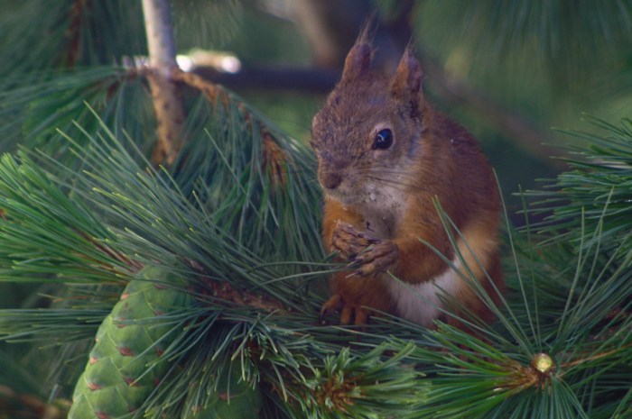 Ritva Sillanmäki (4 of 100)