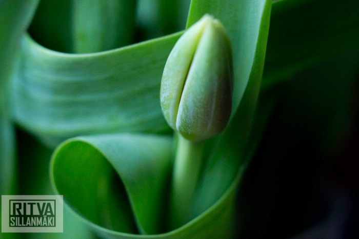 Ritva Sillanmäki (49 of 140)