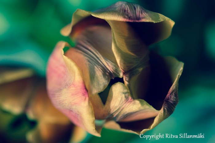 Ritva Sillanmäki (5 of 113)