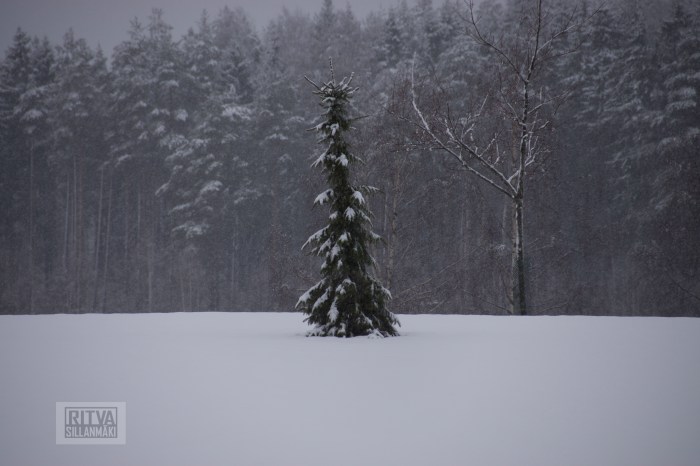 Ritva Sillanmäki (54 of 97)