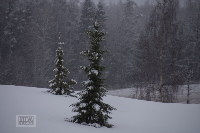 Ritva Sillanmäki (55 of 97)