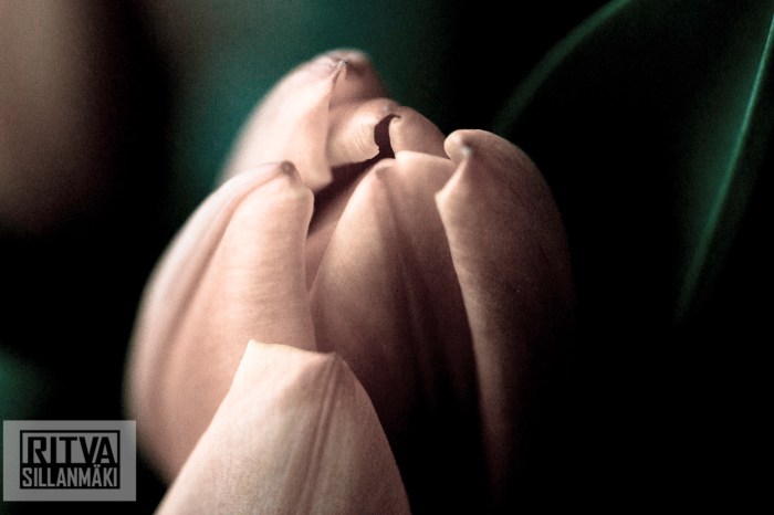 Ritva Sillanmäki (59 of 140)