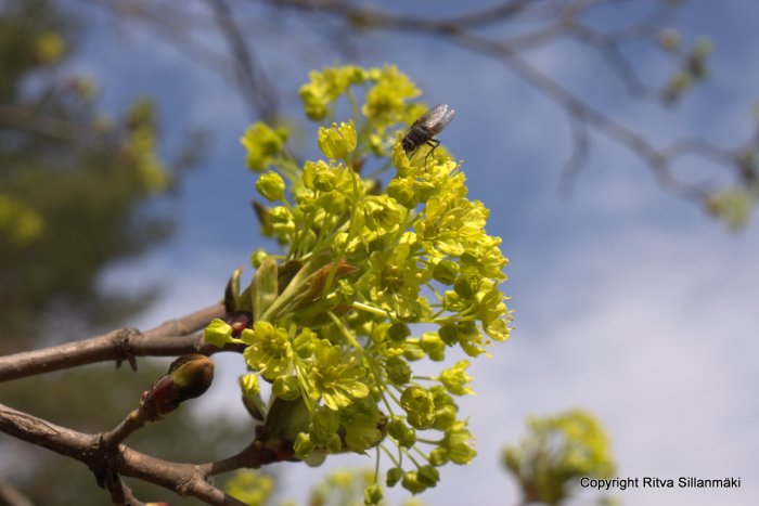 32-DSC07194 – kopio