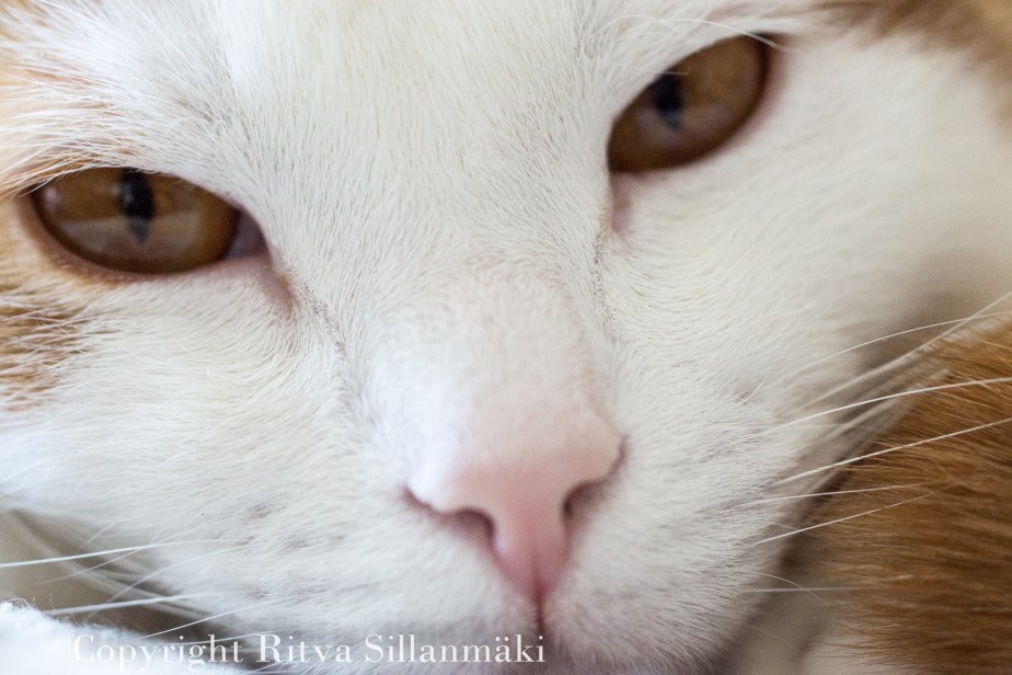 Ritva Sillanmäki-114