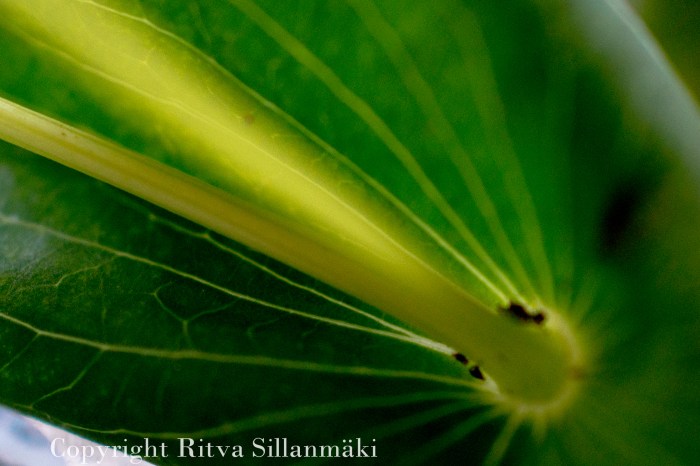 Ritva Sillanmäki-45