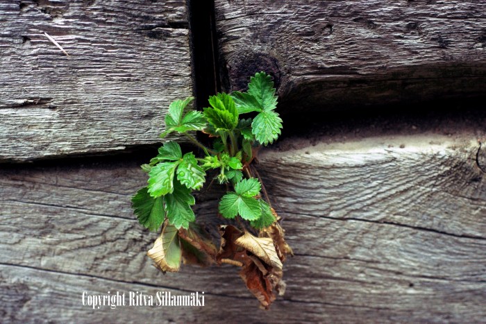 strawberrie leaves 1500