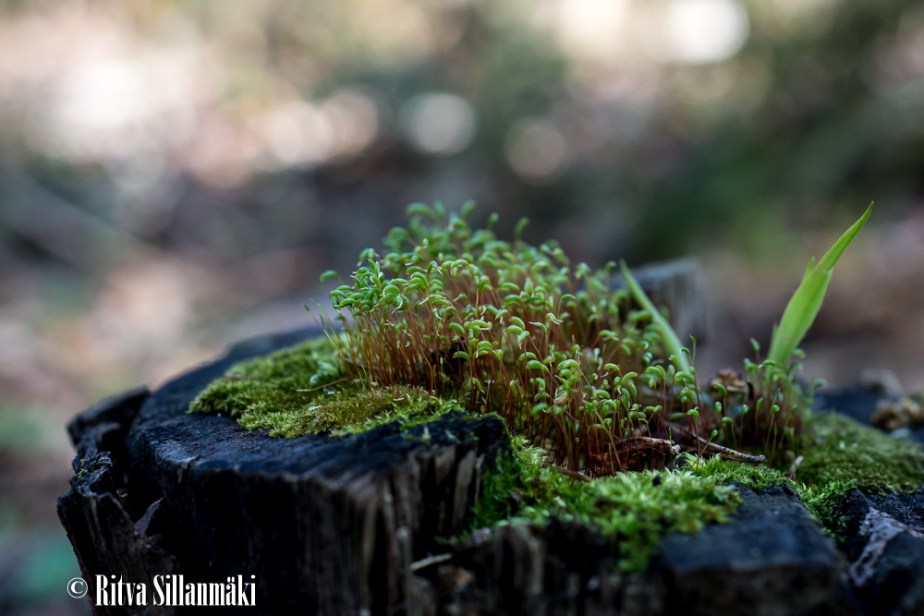 tree stump with moss-4