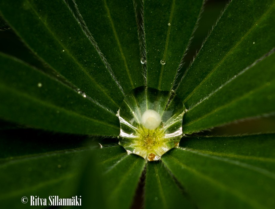 voikukka, lupiini,_-10