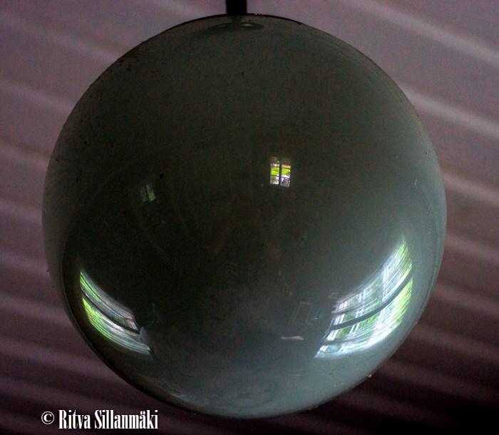 voikukka, lupiini,_-3