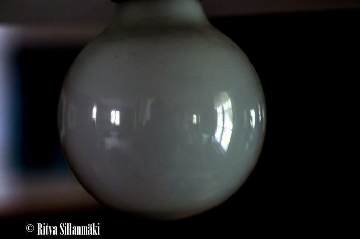 voikukka, lupiini,_-4