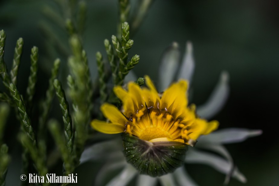 voikukka, lupiini,_-8