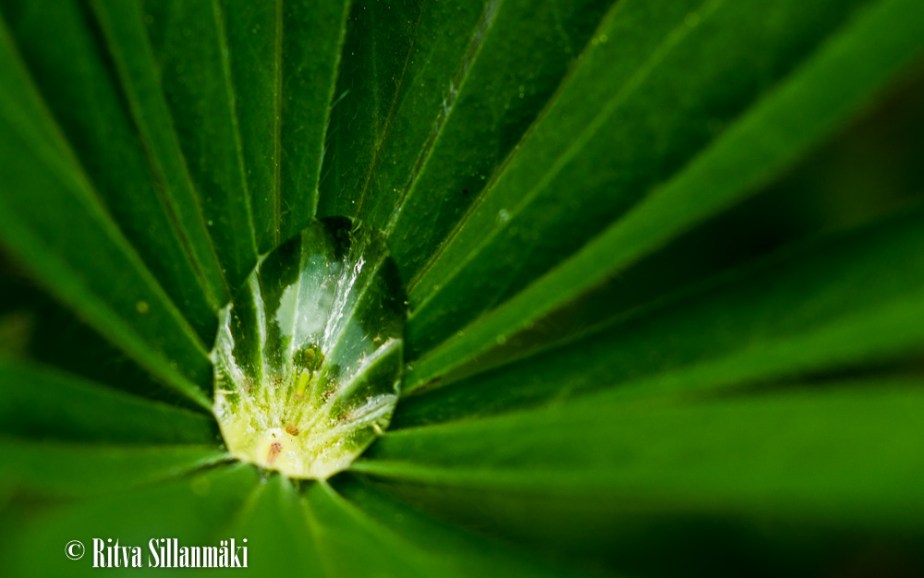 voikukka, lupiini,_-9