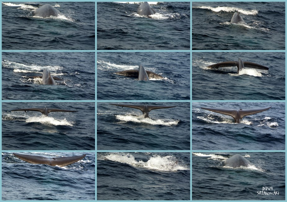 11-2012-02-07 SriLanka_2012