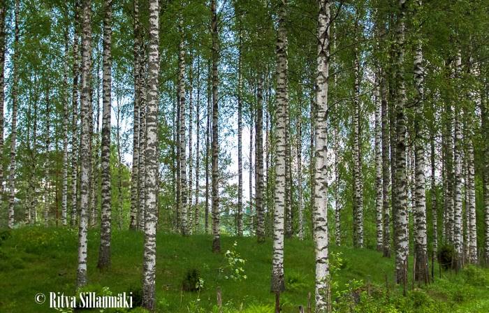 birch woods