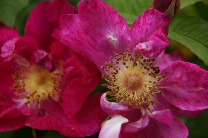 Rosa rugosa (rugosa rose, Japanese rose, or Ramanas rose
