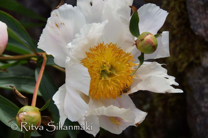 Espoo Old Church-169