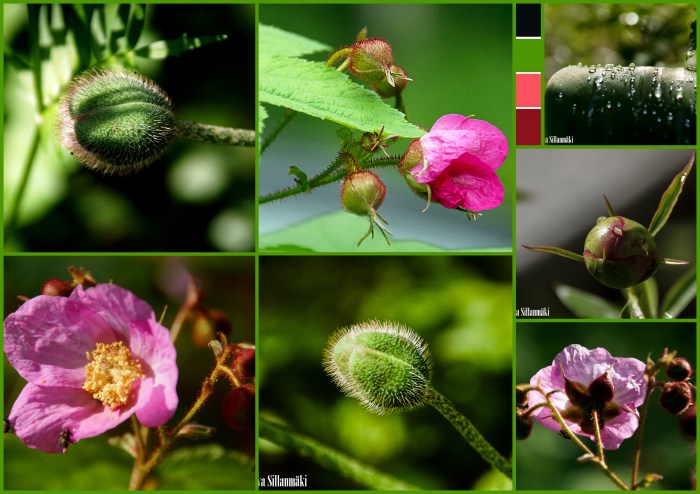 heimoala, korkee, kenttäsaha, koivikko1