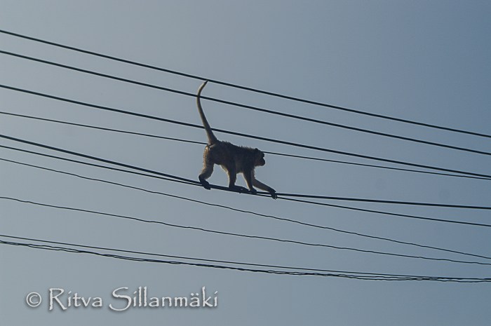 power lines (3 of 3)