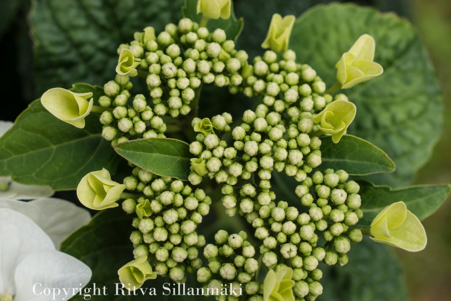 RS 2014-06-04 flo-12