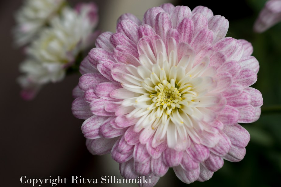 RS 2014-06-04 flo-15