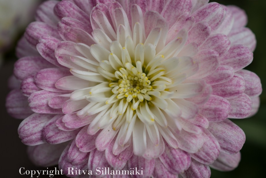 RS 2014-06-04 flo-16