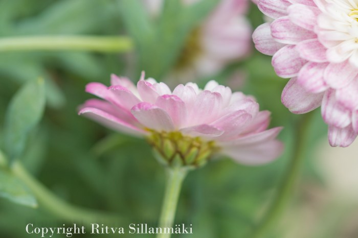 RS 2014-06-04 flo-17