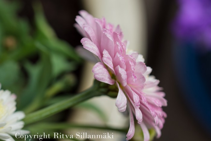 RS 2014-06-04 flo-18