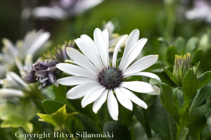 RS 2014-06-04 flo-25